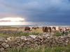 Mme les vaches ont vue sur mer !!!