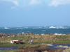 Les vaches en bord de mer par tempte