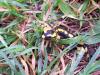 Une salamandre tachete, surprise dans notre jardin